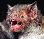 chauve-souris