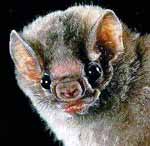 chauve souris vampire